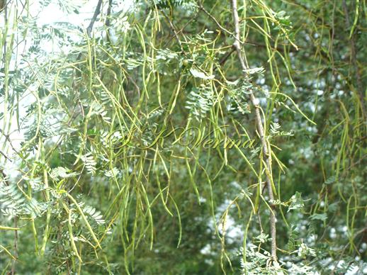  Plant bearing legumes
